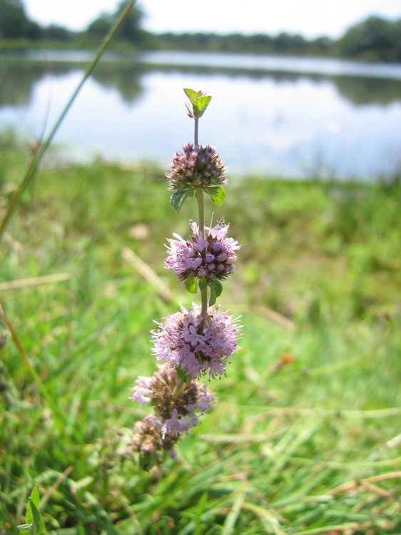 Mentha pulegium